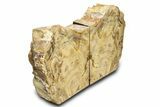 Tall, Colorful Petrified Wood Bookends - Washington #307187-1